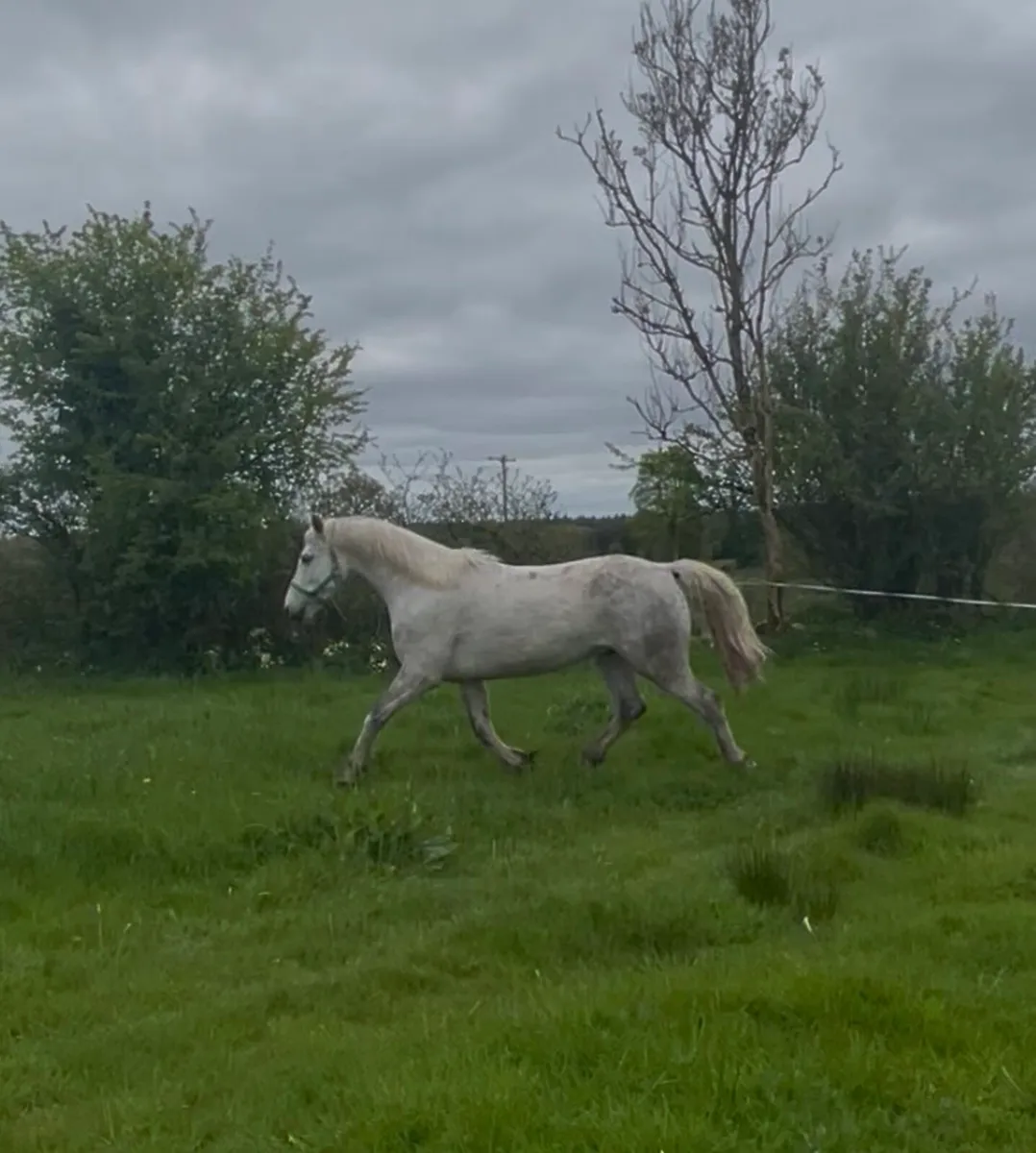 4 year old Connemara gelding - Image 3