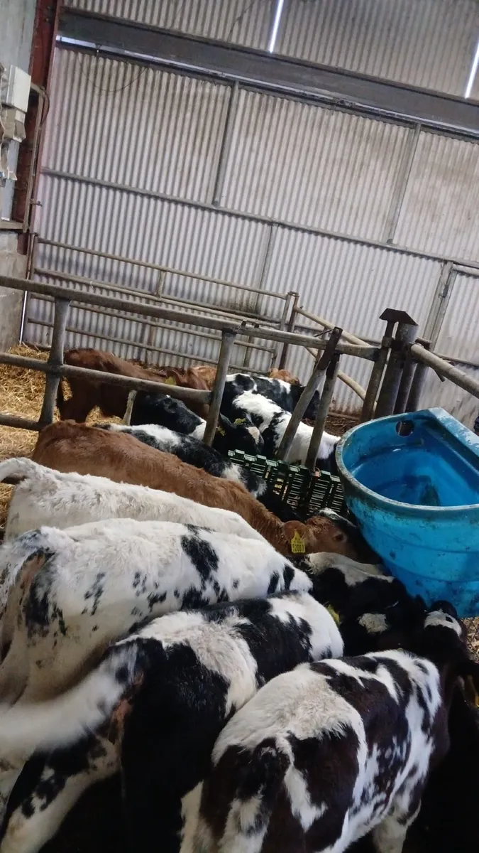 Calves - Image 4