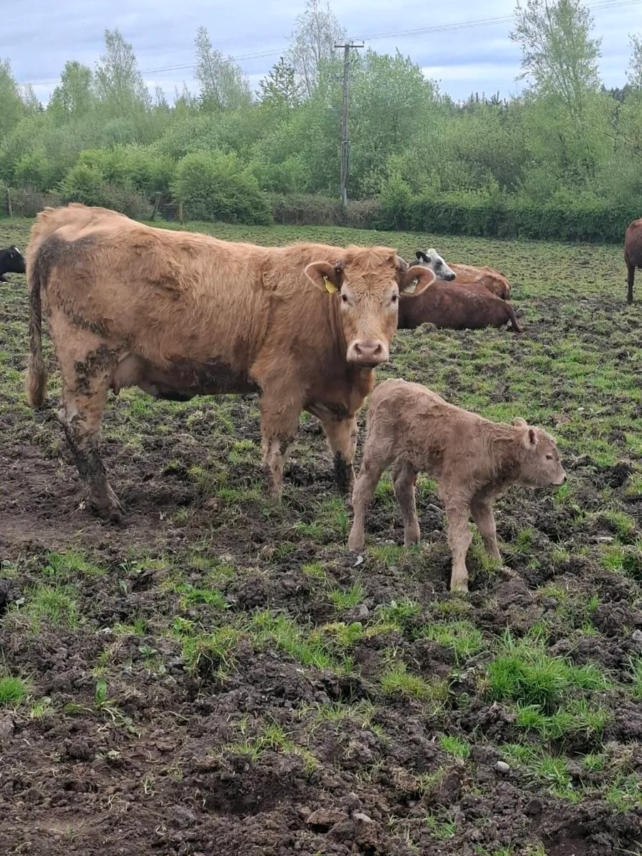 Calfed heifer - Image 1