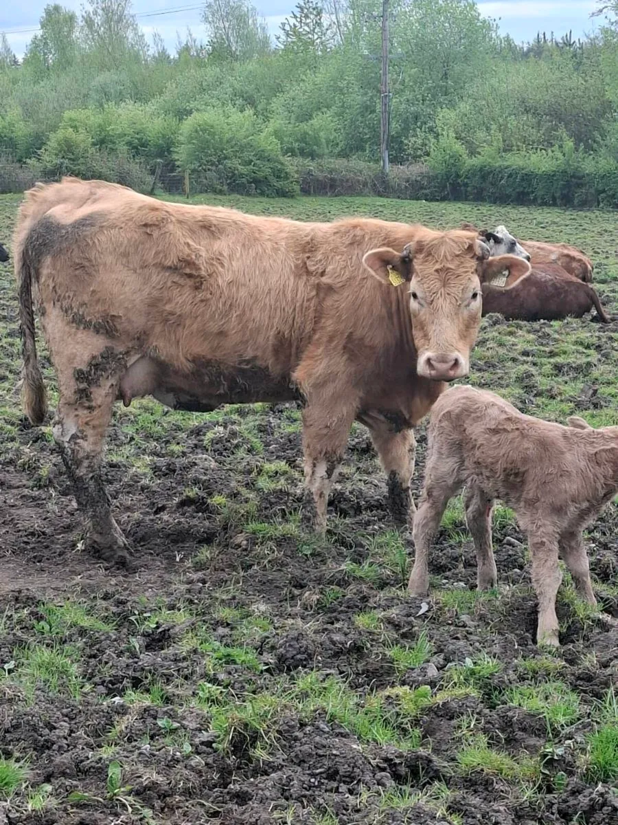 Calfed heifer - Image 2