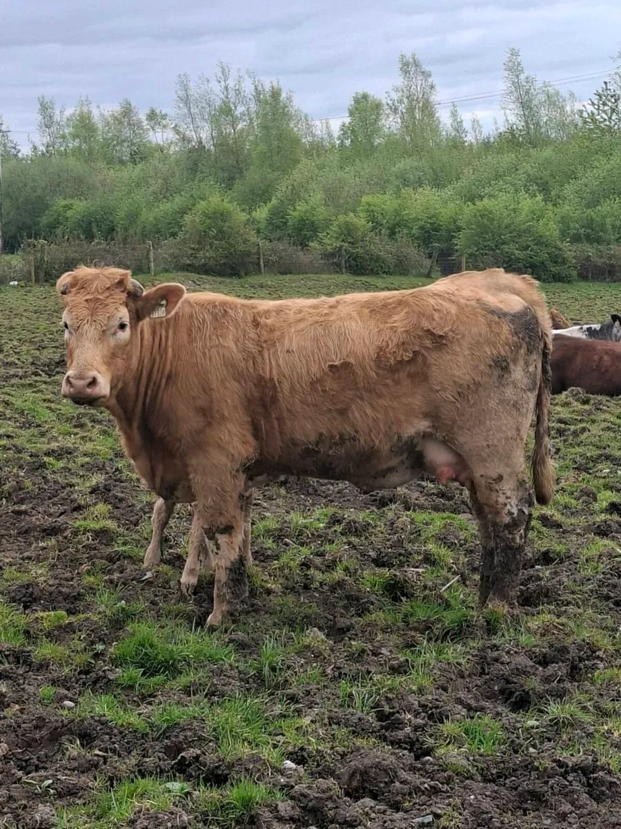 Calfed heifer - Image 3