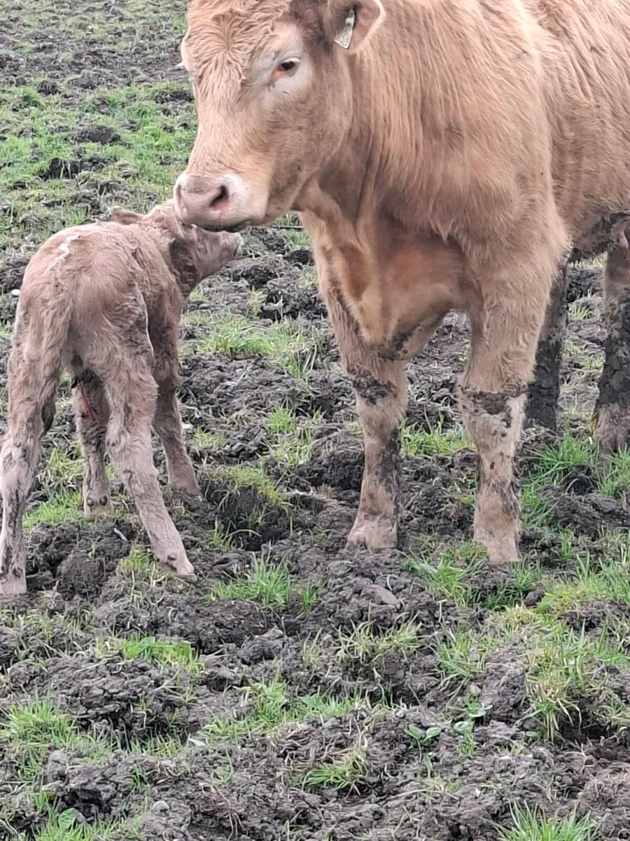 Calfed heifer - Image 4