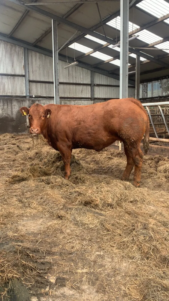 Smashing show heifer - Image 2