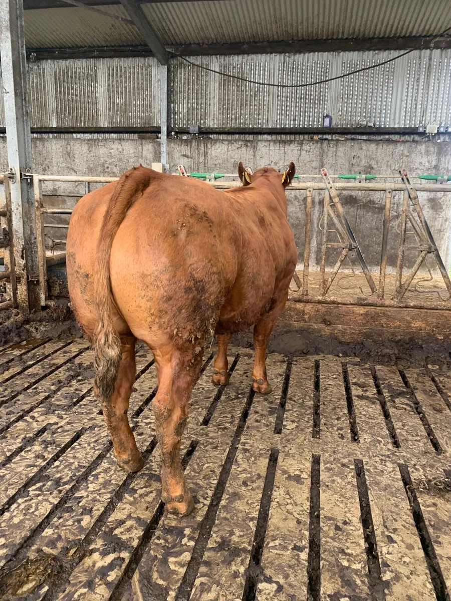 Smashing show heifer - Image 3