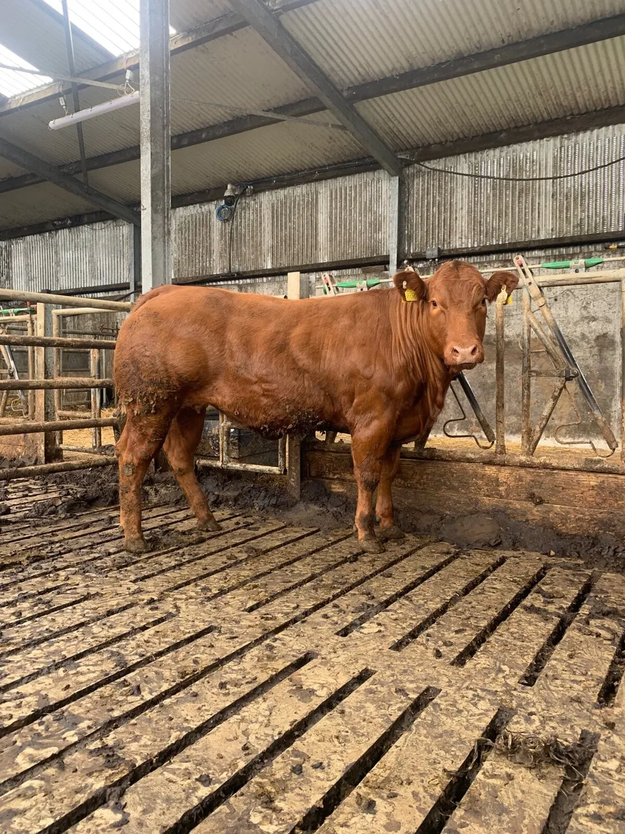 Smashing show heifer - Image 1