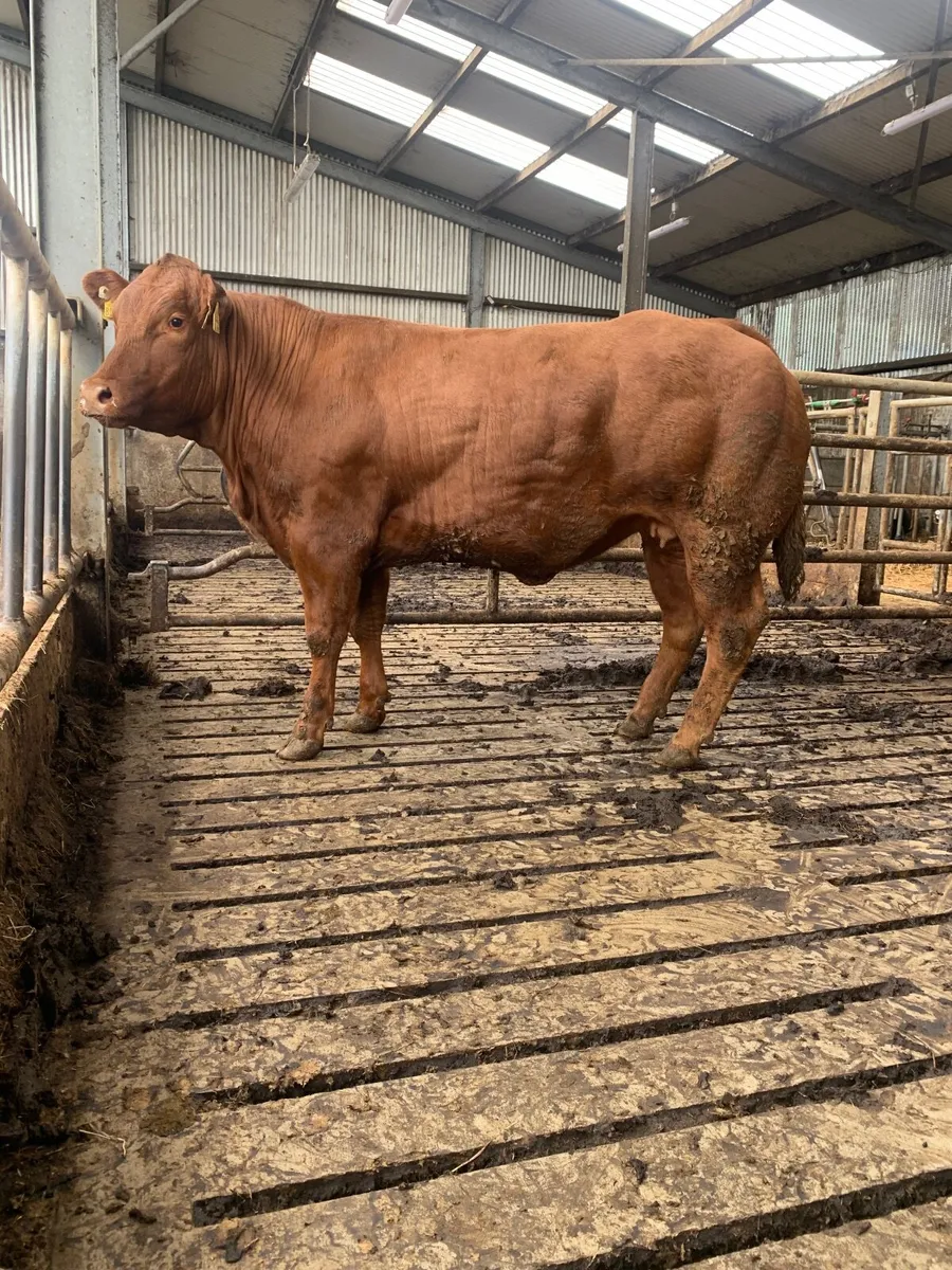 Smashing show heifer - Image 4