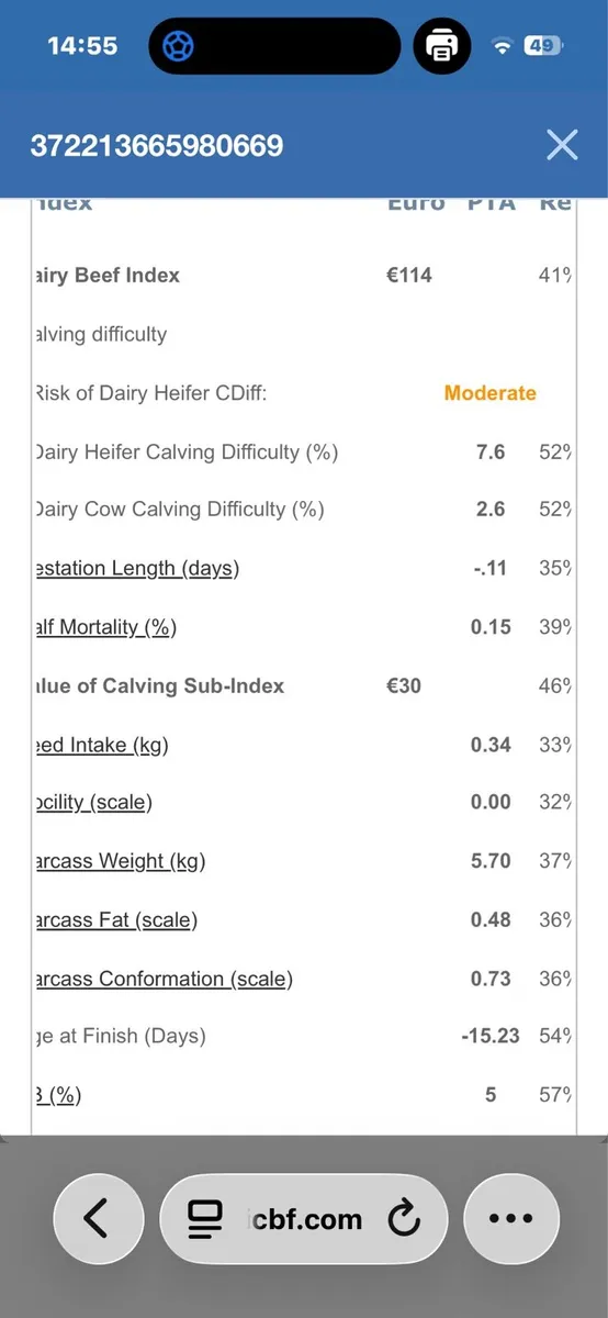 Pedigree Angus bulls - Image 2