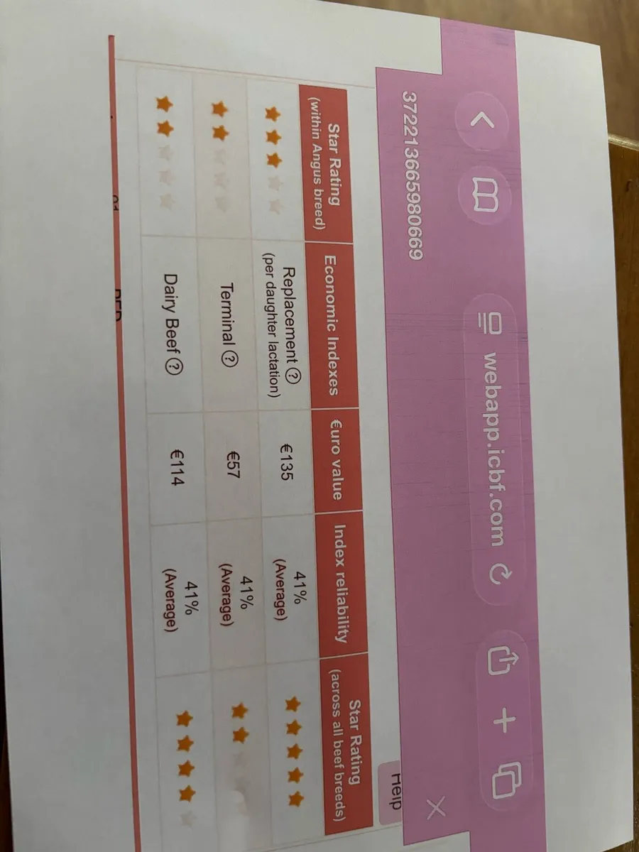 Pedigree Angus bulls - Image 3