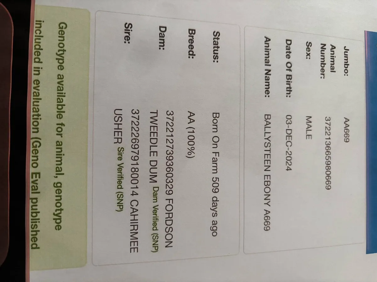 Pedigree Angus bulls - Image 4