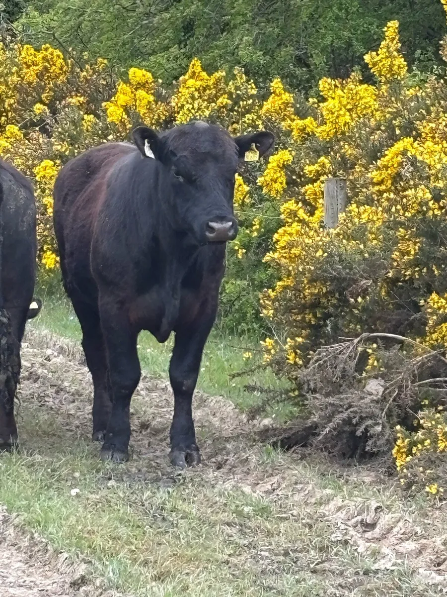 Pedigree Angus bulls - Image 1
