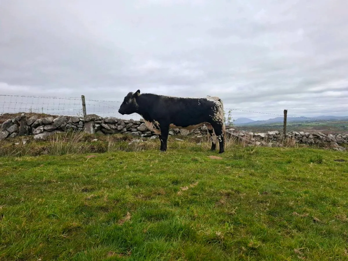 Speckle Park Bulls for Sale - Image 2