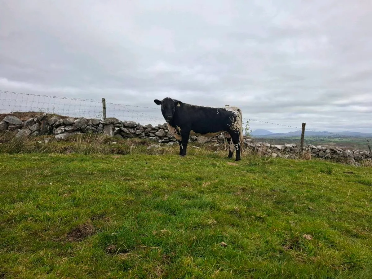 Speckle Park Bulls for Sale - Image 3