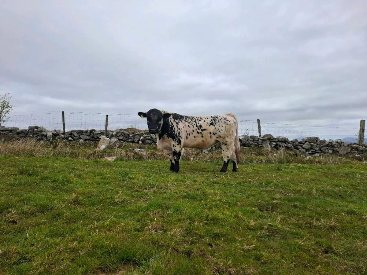 Speckle Park Bulls for Sale - Image 1