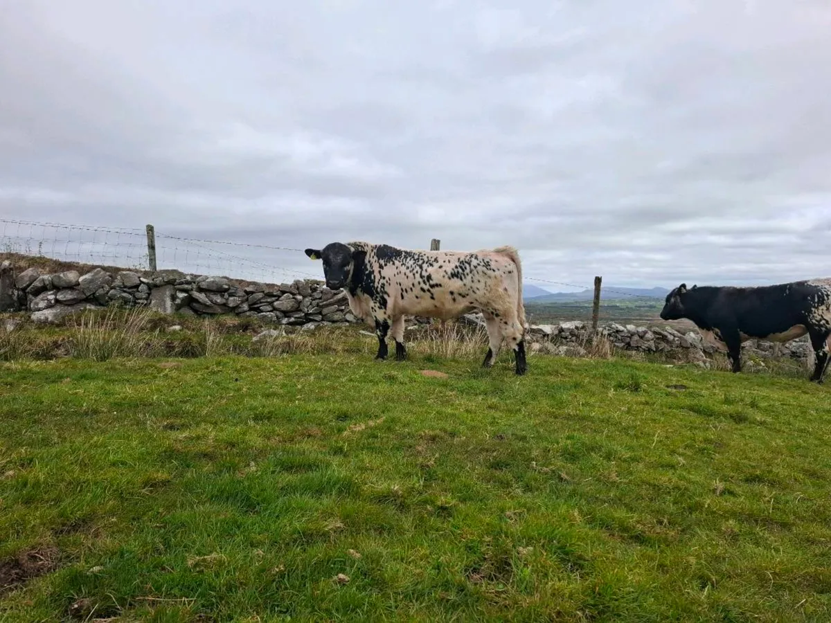 Speckle Park Bulls for Sale - Image 4