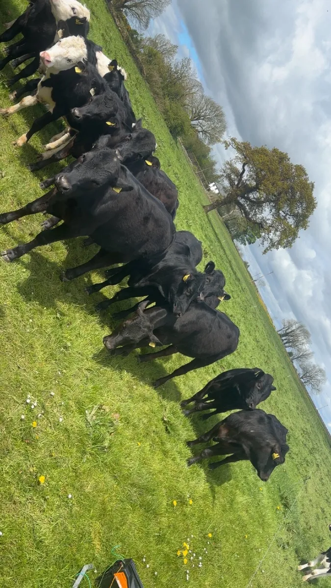 18 heifers - Image 1