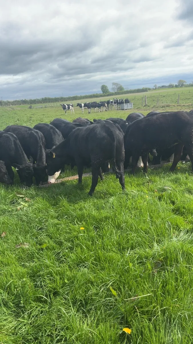 18 heifers - Image 2