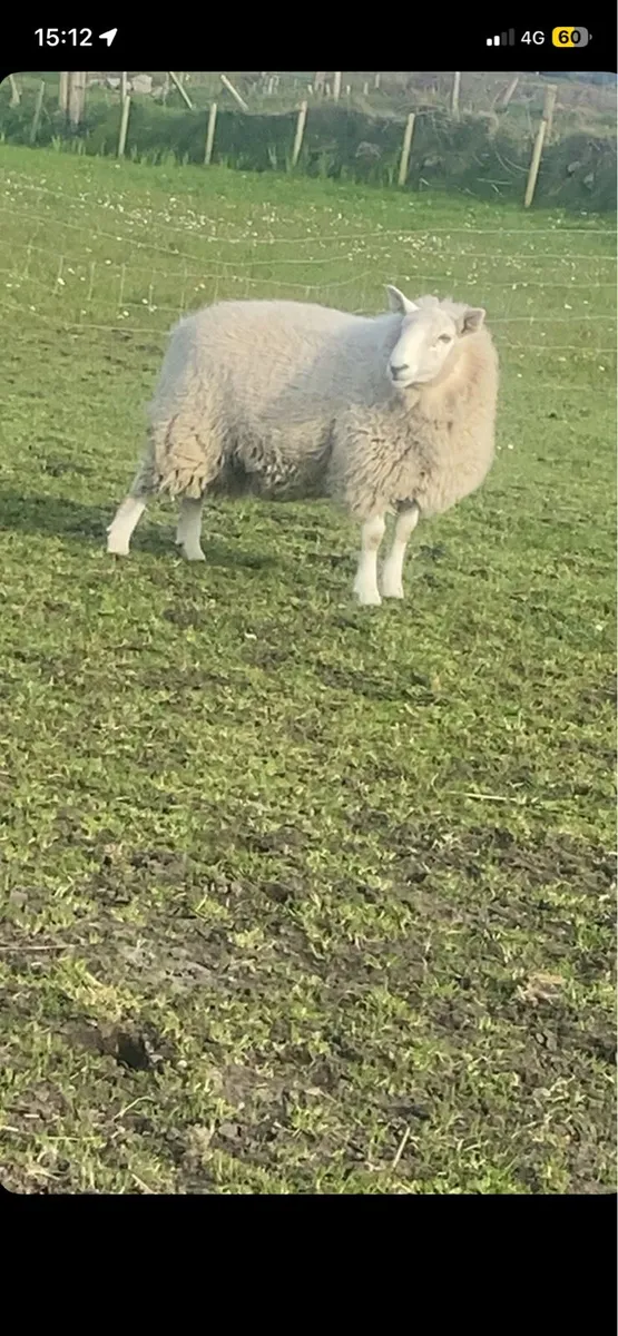 cheviot hogget ram - Image 1