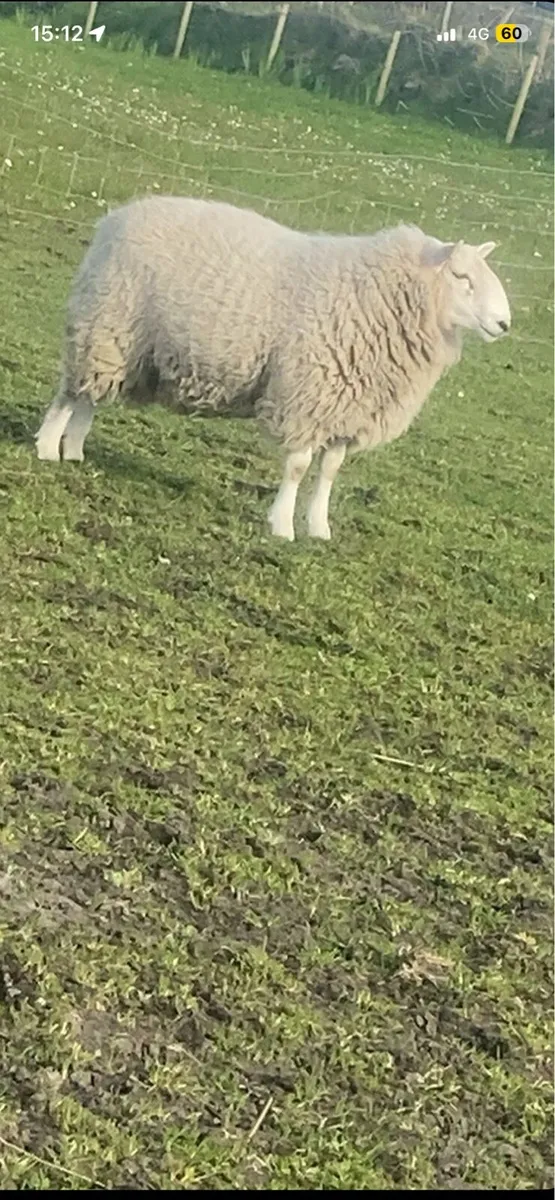 cheviot hogget ram - Image 2