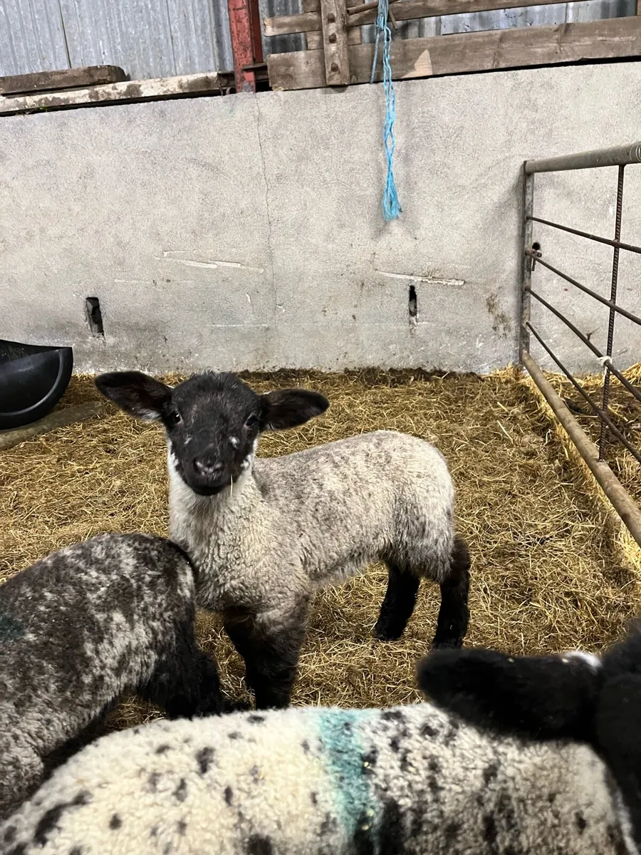 Pet lambs - Image 1