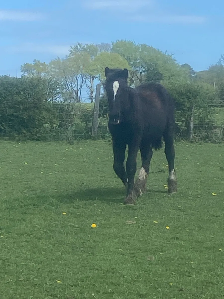 Horses - Image 1