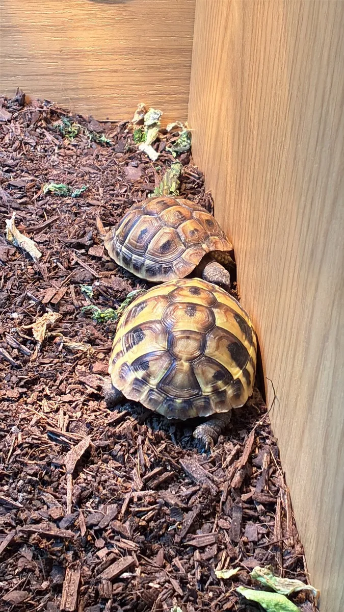 2 x Hermanns tourtise with tank and accessories - Image 3