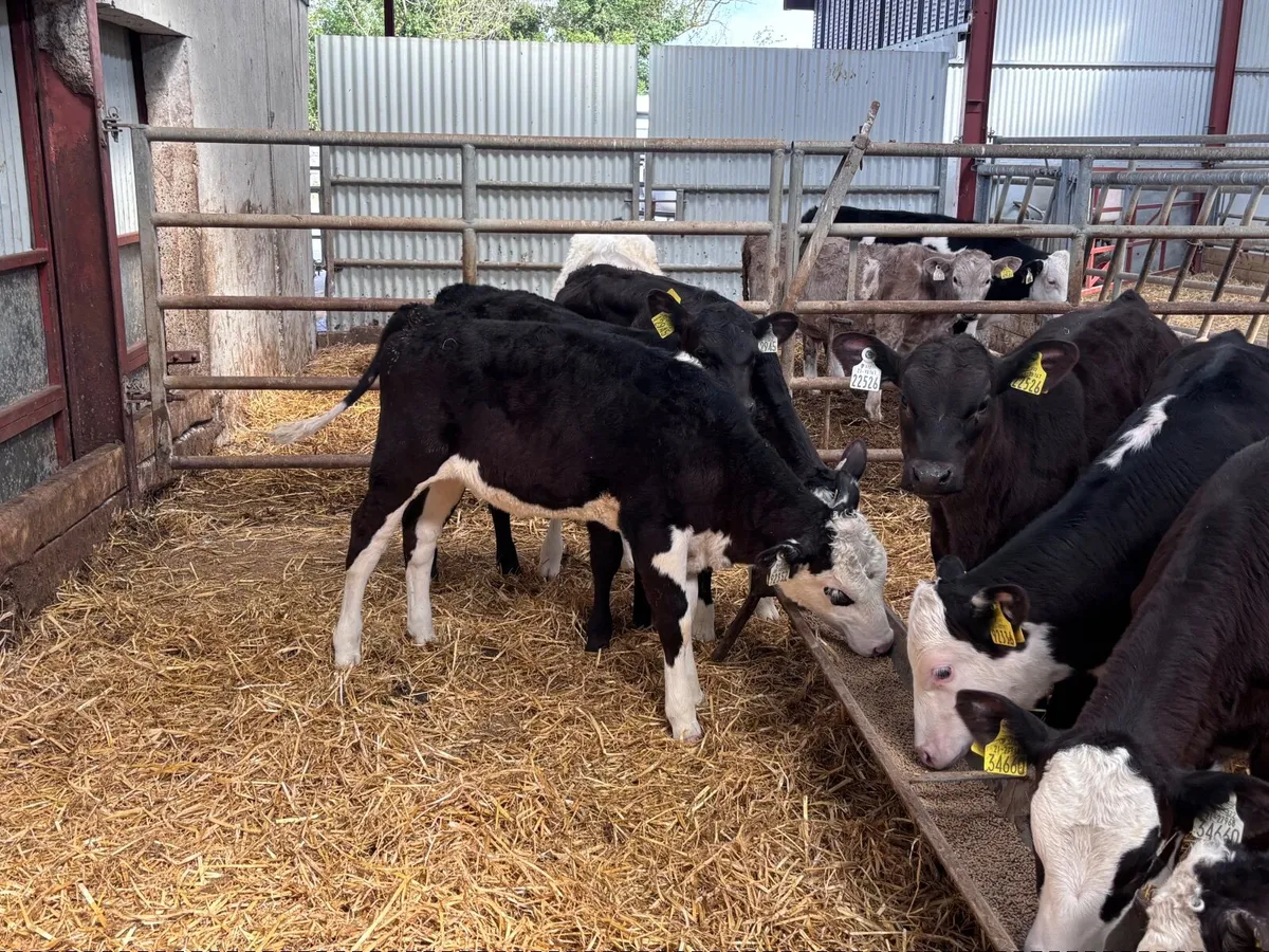7 grass heifer calves for sale - Image 2