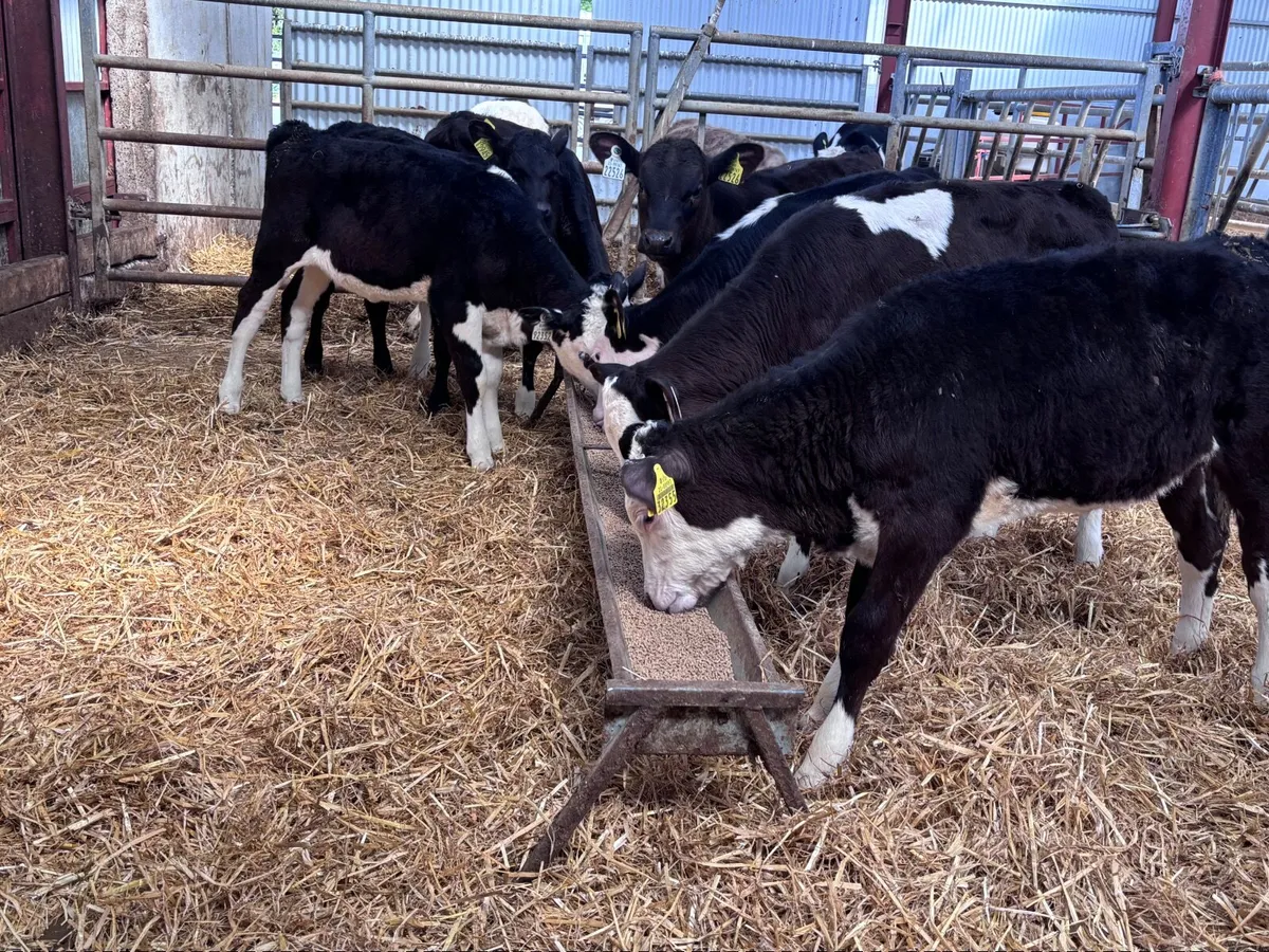 7 grass heifer calves for sale - Image 3