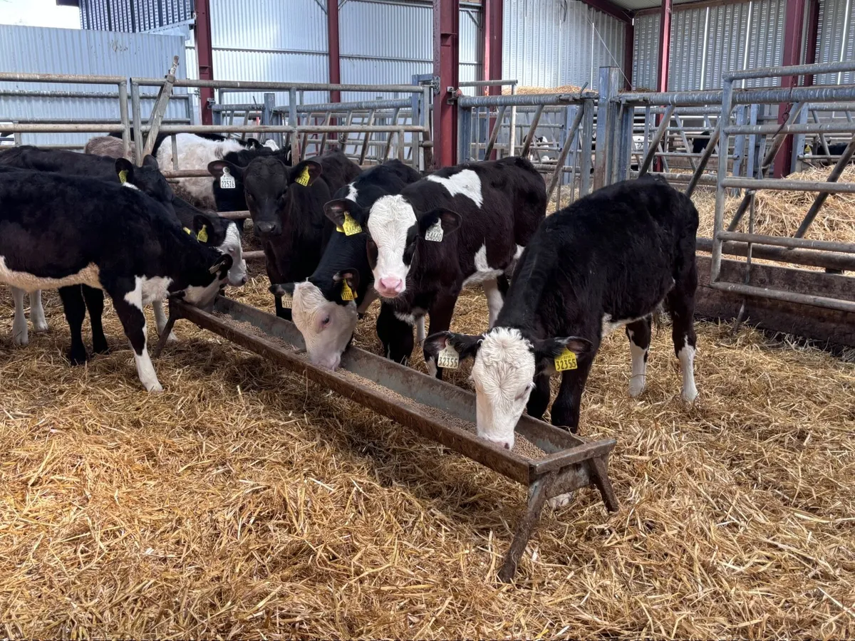 7 grass heifer calves for sale - Image 4