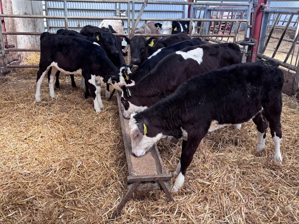 7 grass heifer calves for sale - Image 1