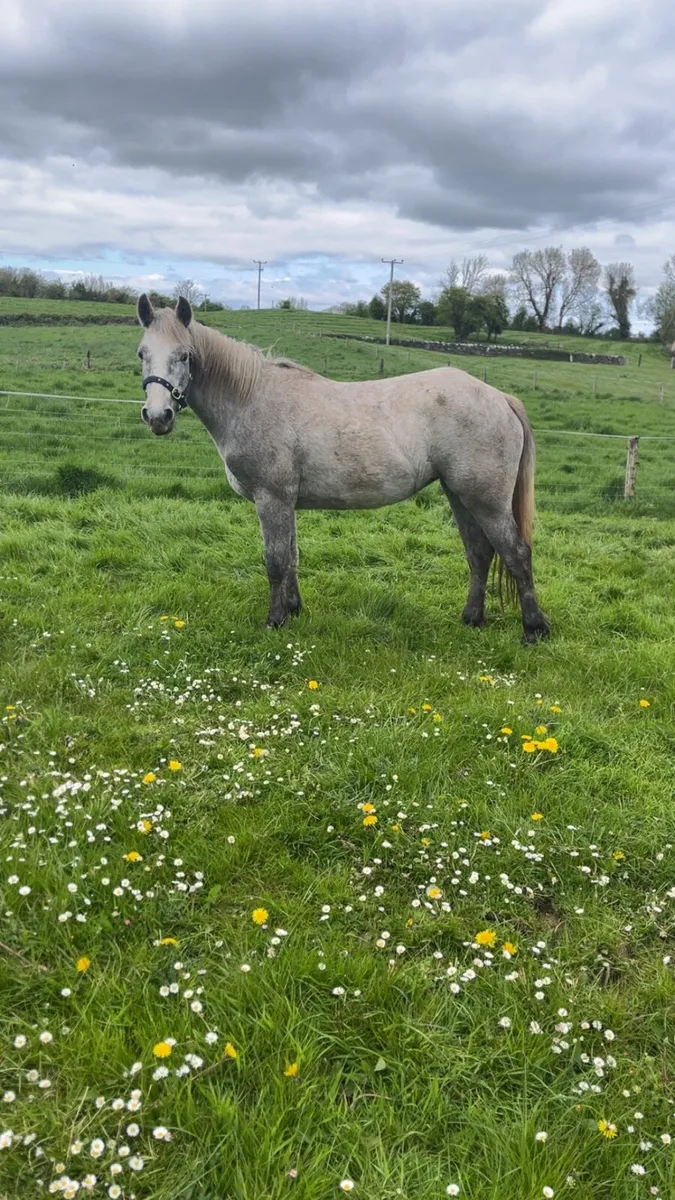 2 Year Old Connemara Filly - Image 1
