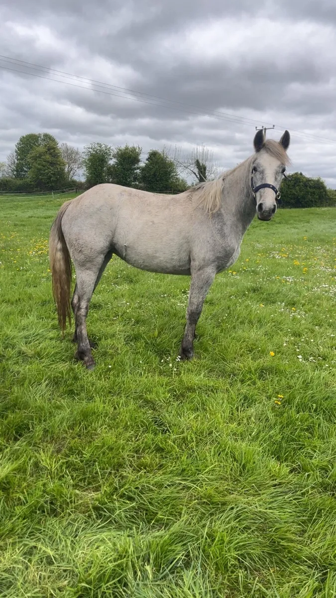 2 Year Old Connemara Filly - Image 3