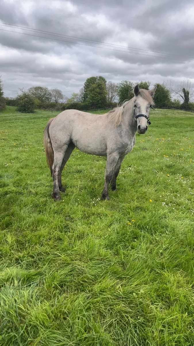 2 Year Old Connemara Filly - Image 2
