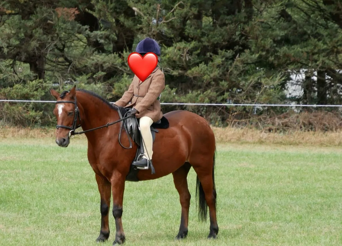 12.2 bombproof first pony - Image 1