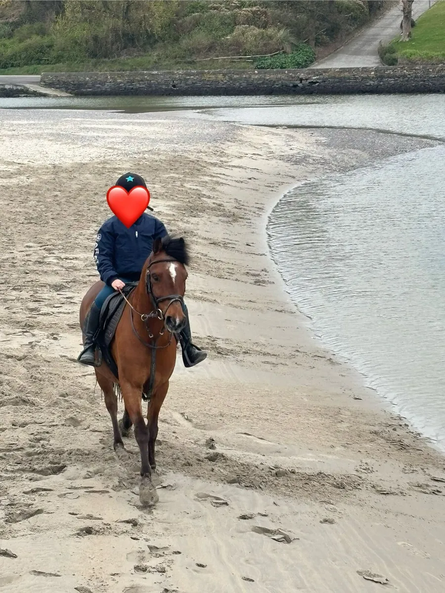 12.2 bombproof first pony - Image 2