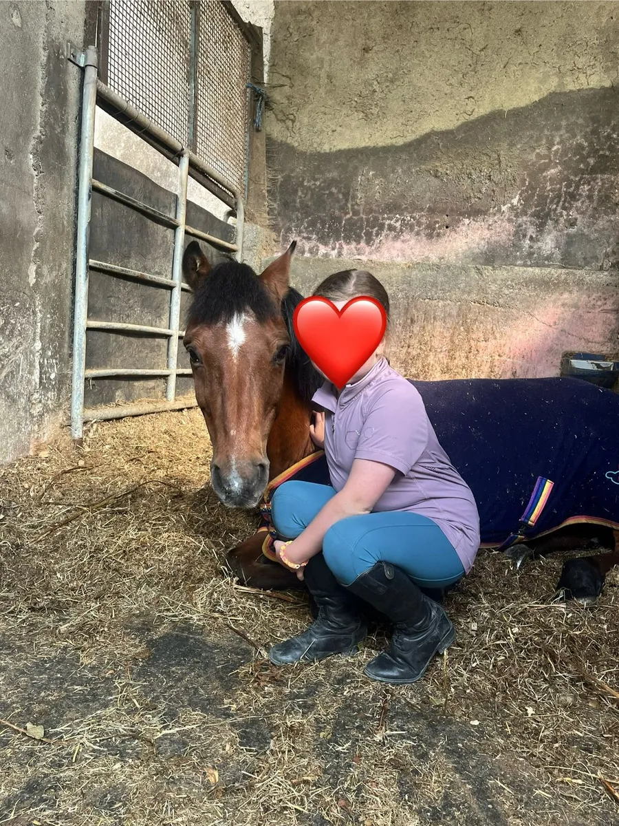 12.2 bombproof first pony - Image 3