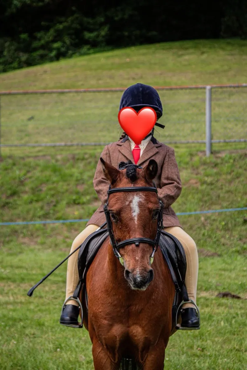 12.2 bombproof first pony - Image 4