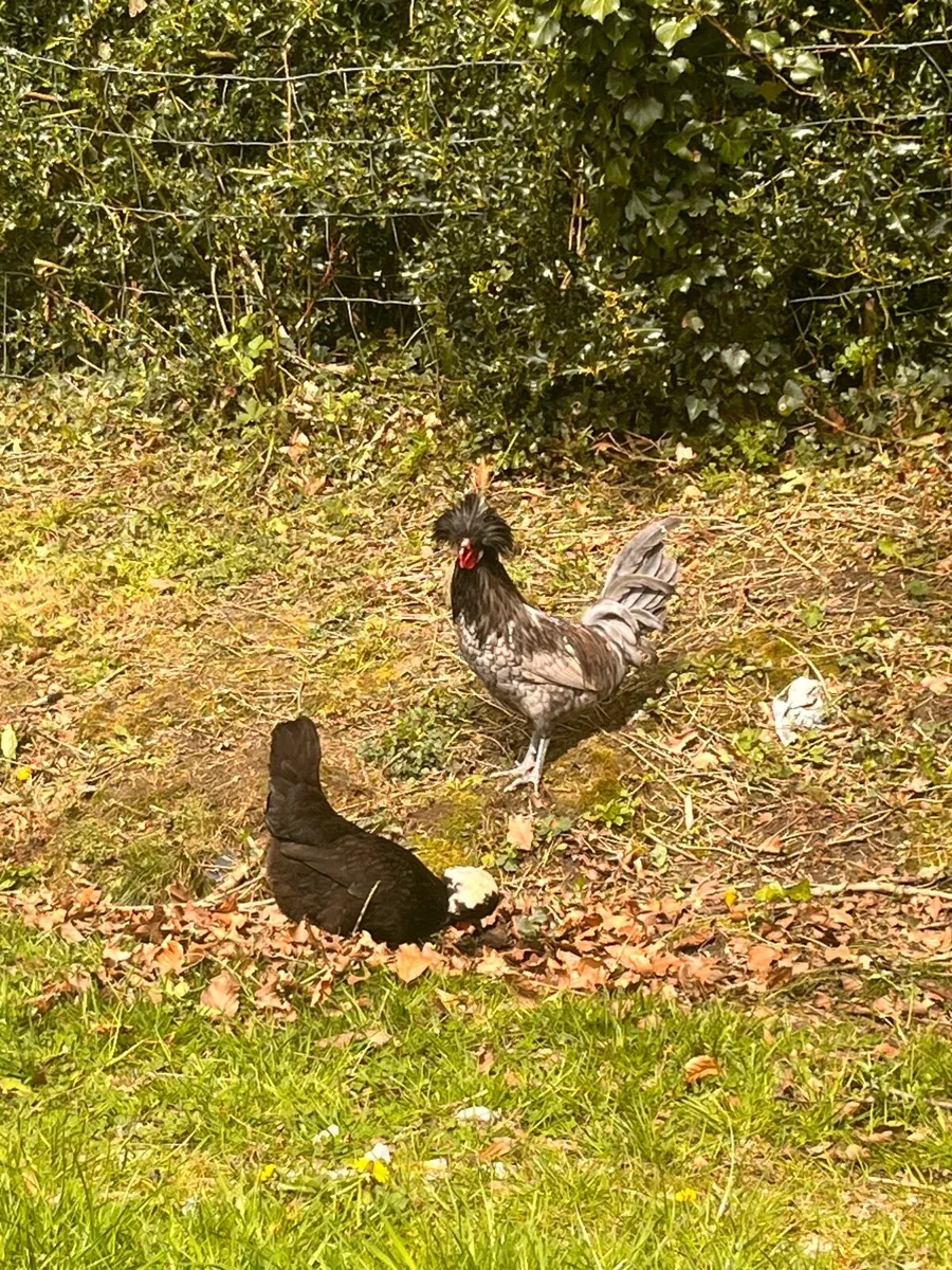 Hens and roosters - Image 1