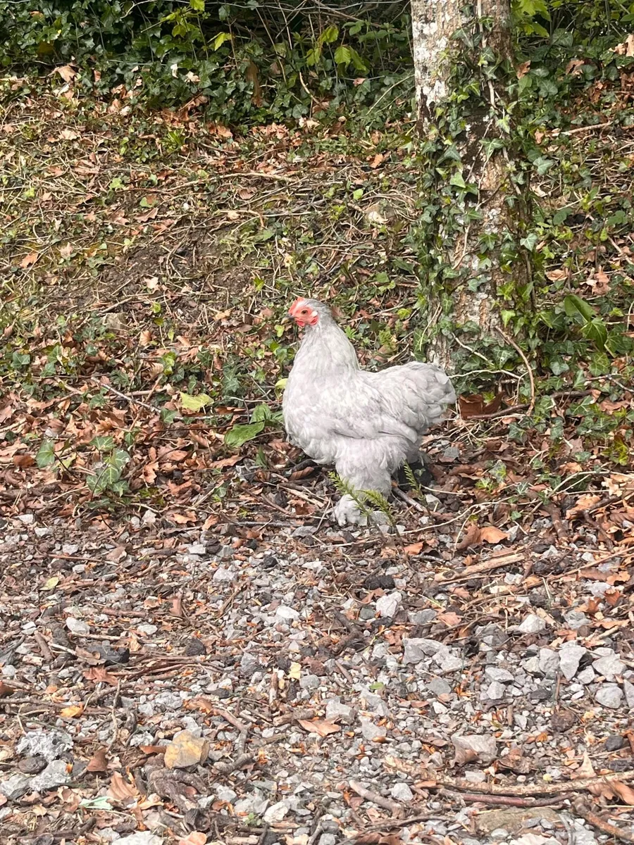 Hens and roosters - Image 2