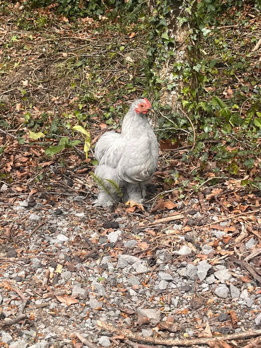 Hens and roosters - Image 3