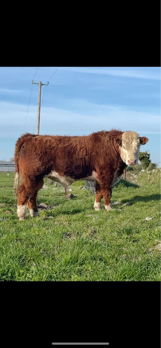 Hereford bulls - Image 2