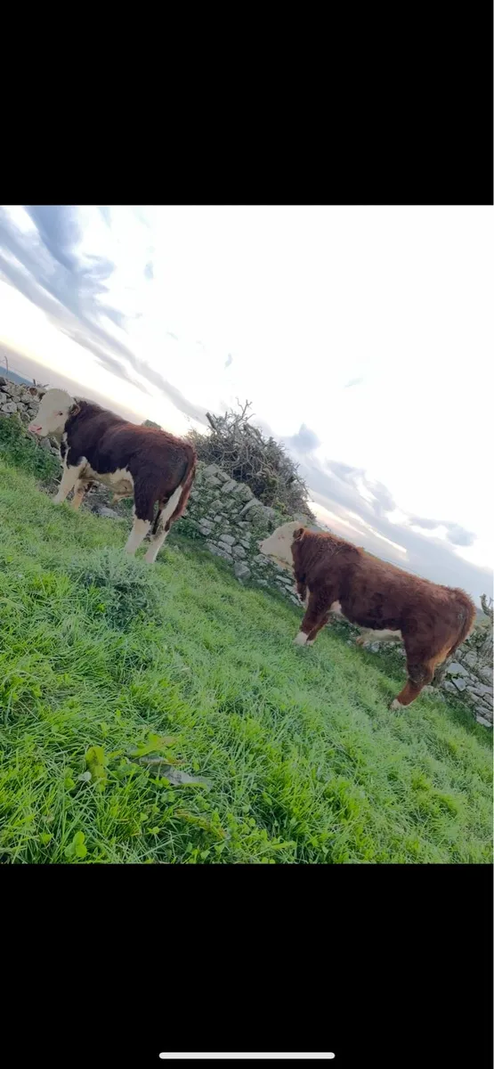 Hereford bulls - Image 3
