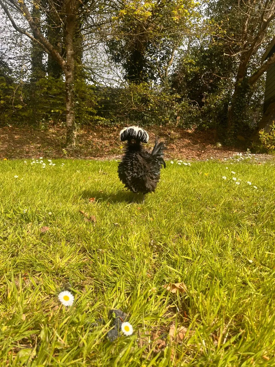 Hens and roosters - Image 4