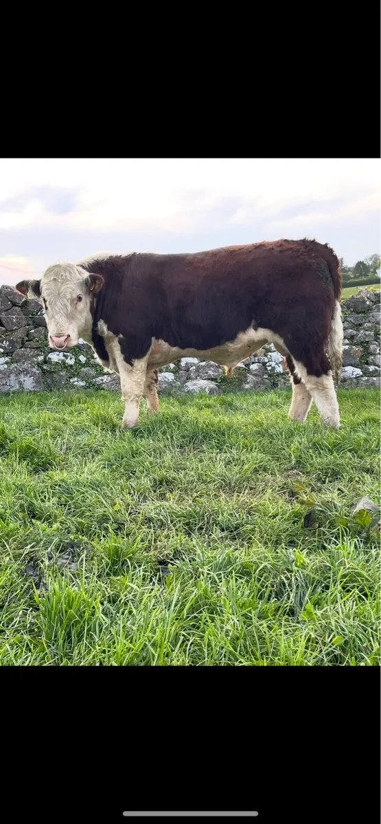 Hereford bulls - Image 1