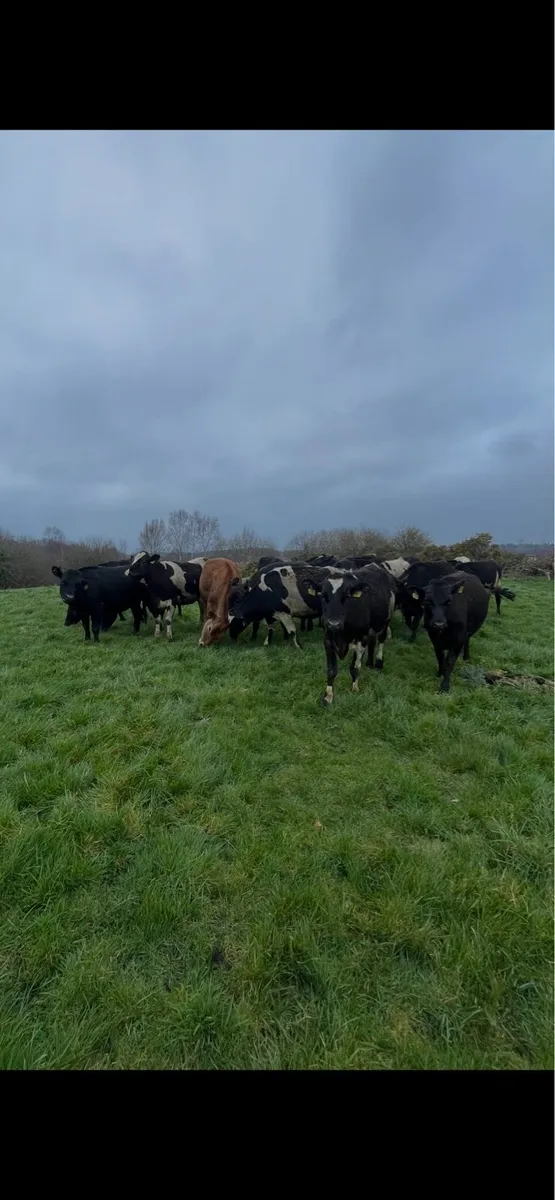 Contract Rearing - Image 1