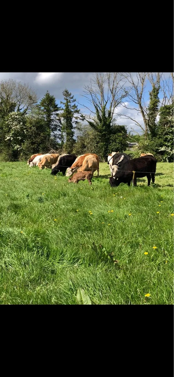 Contract Rearing - Image 2