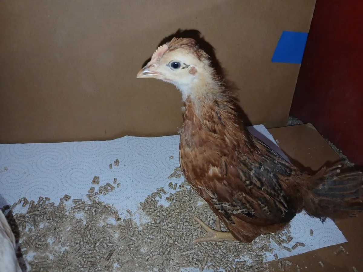 Silkies and bantam - Image 2