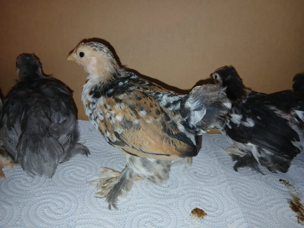 Silkies and bantam - Image 3