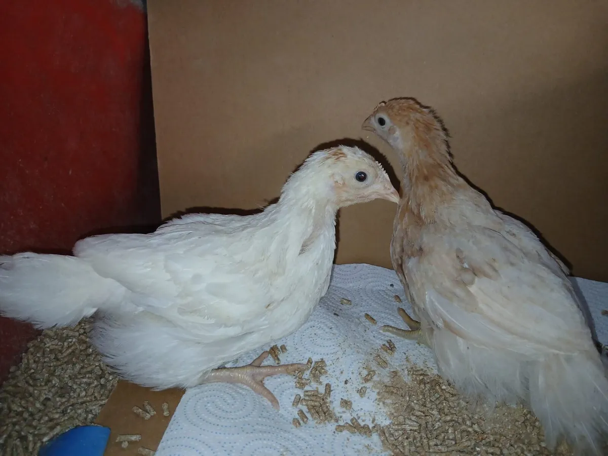 Silkies and bantam - Image 4