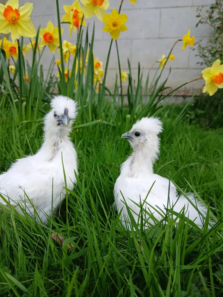 Silkies and bantam - Image 1