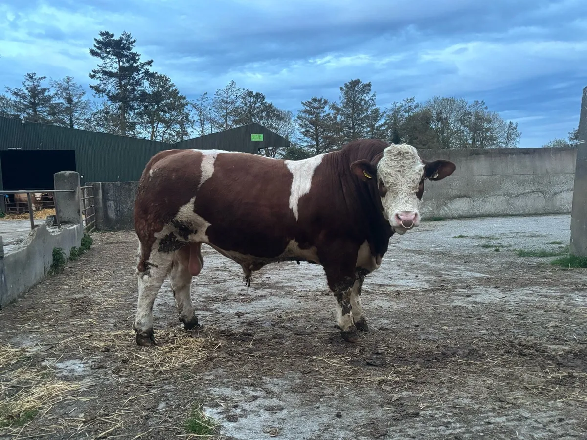 🔴 🏆 Exceptional Simmental bull🏆🔴 - Image 2